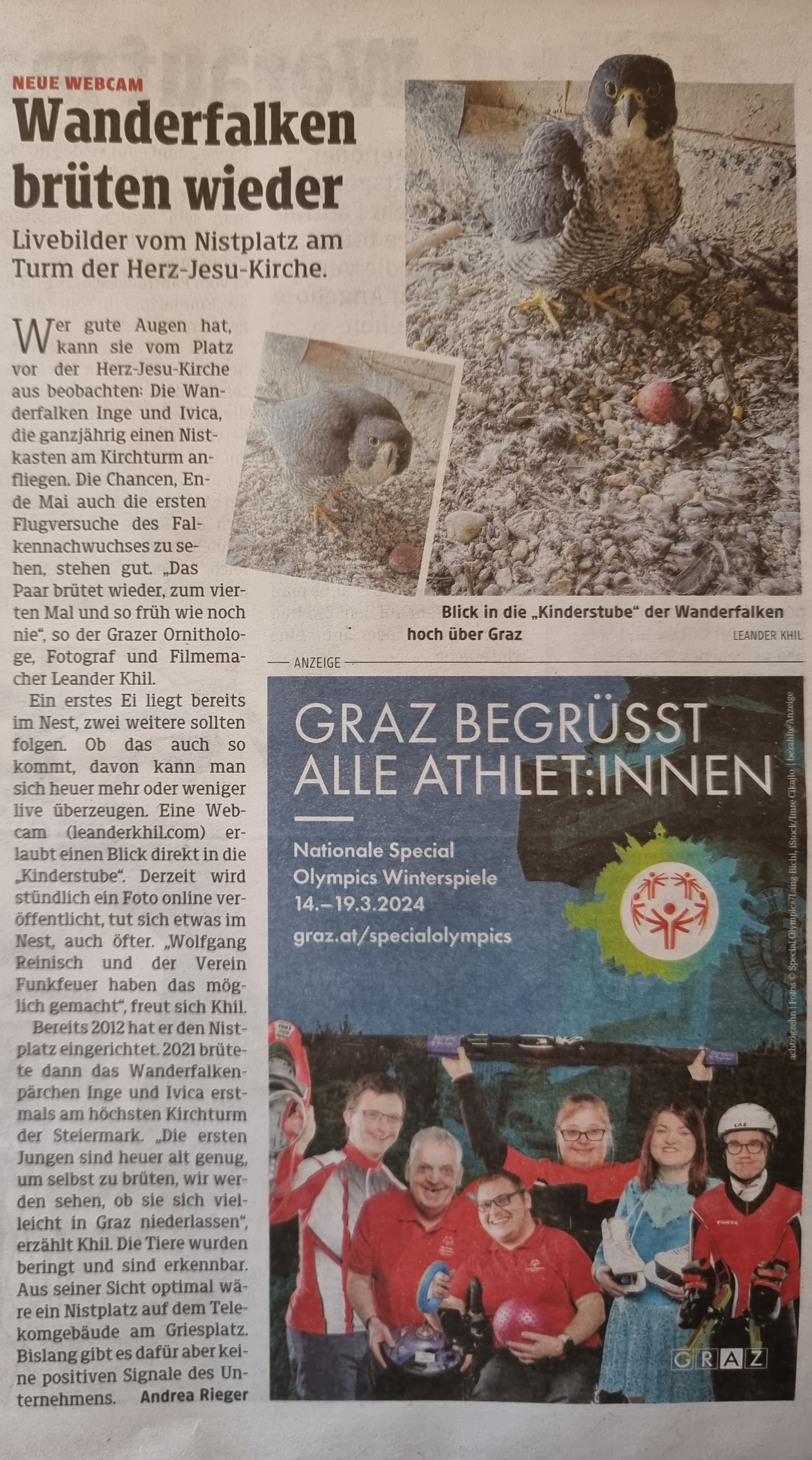 Wanderfaken|brüten wieder - Webcam auf Herz-Jesu-Kirche|Kleine Zeitung, 9.3.2024 Wanderfaken|brüten wieder - Webcam auf Herz-Jesu-Kirche|Kleine Zeitung, 9.3.2024